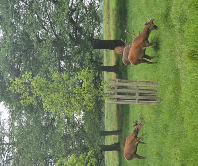 Deers At Richmond Park
