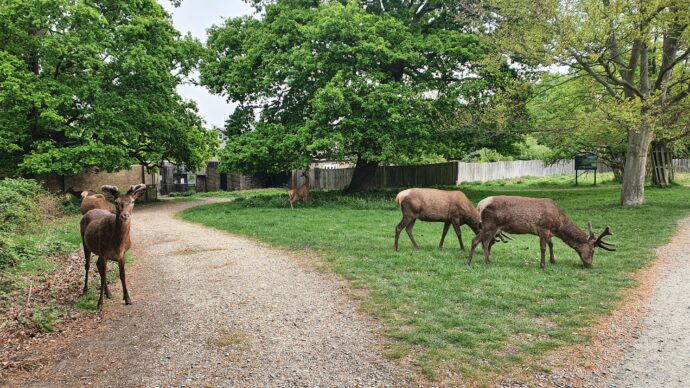  Deers at Bushy Park