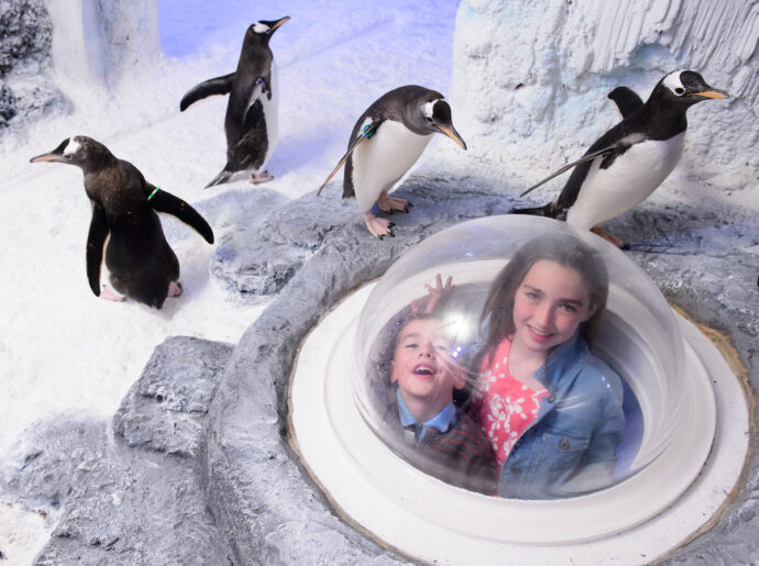 The best aquarium to visit in London with kids