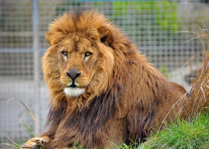 things to do in Cornwall with kids - Newquay Zoo