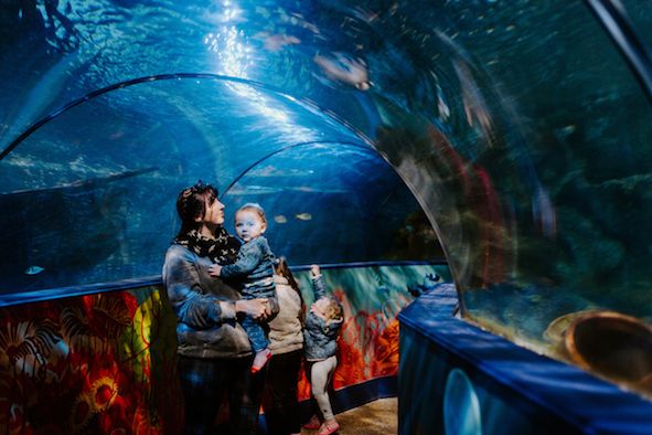 a fantastic aquarium in Dorset for children