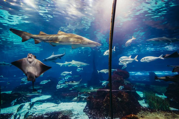 Aquarium Barcelona is a great indoor attraction for families visiting Barcelona