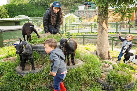Best Activities in Edinburgh - Gorgie City Farm