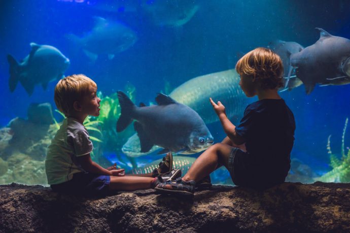 Explore the sea waters with lots of animals and creatures - things to do in Manchester with kids