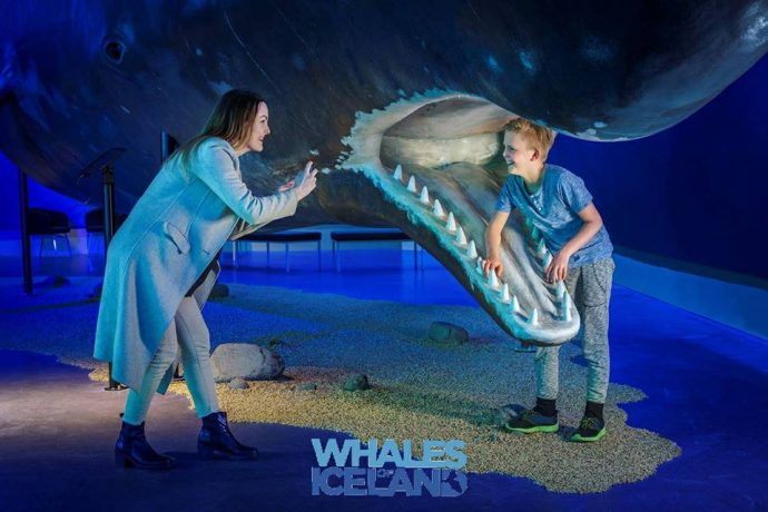 A unique museum about whales in Reykjavik - things to do in Reykjavik with kids