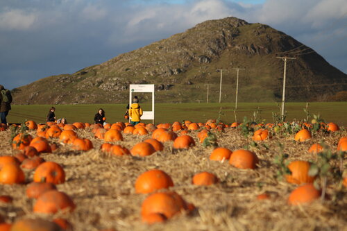 A great halloween festival nearby Edinburgh with pumpkin picking