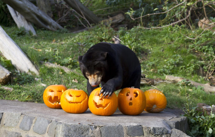 carve your pumpkin at Edinburgh Zoo during Halloween weekend