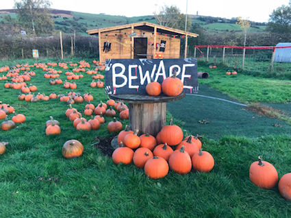 a great pumpkin picking day out with children near Liverpool