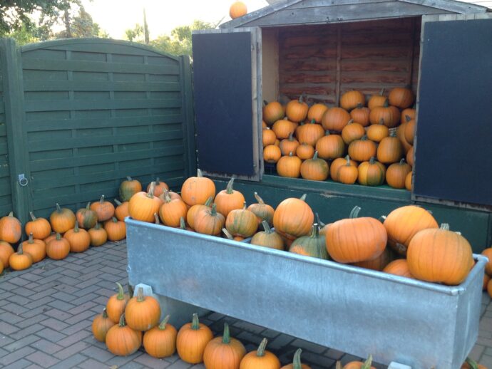 A pumkin patch to visit in Kent