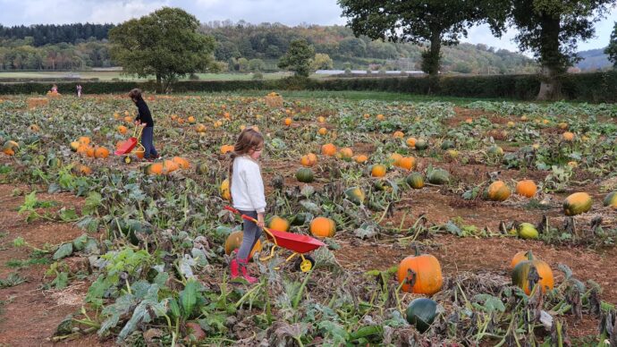 Pumpkin Picking in Herefordshire