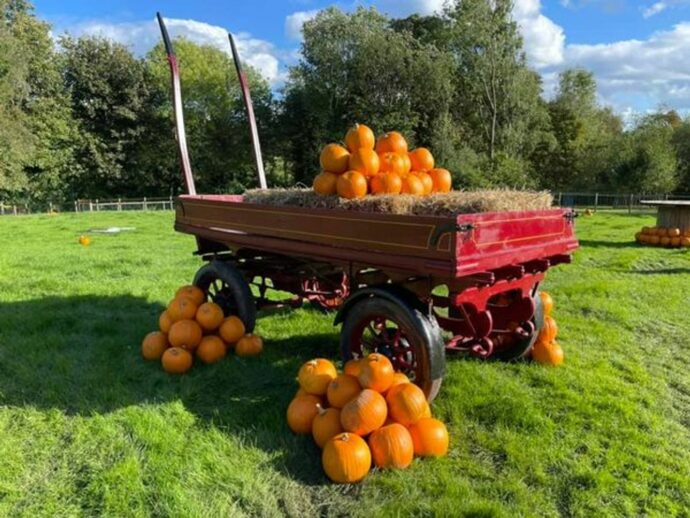 A pumpkin picking farm near Liverpool for families
