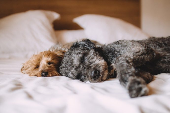 Two sleeping dogs - places to stay with dogs in the UK
