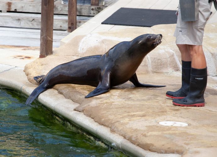 experience a fun activity with your kids around marine animals in Malta