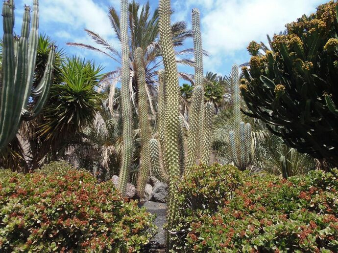 Oasis Botanic is a very nice place to visit with children in Fuerteventura