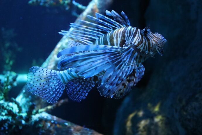 Things to do in Dubrovnik with family - Aquarium