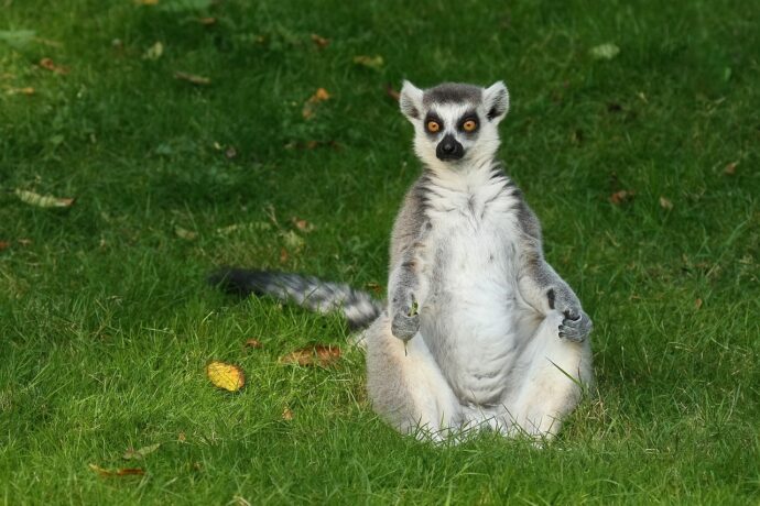 Farma of Rhodes is a great place to spot lemurs and plenty of animals in Rhodes