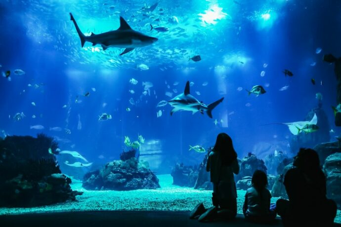 a great aquarium to visit with family in Lisbon