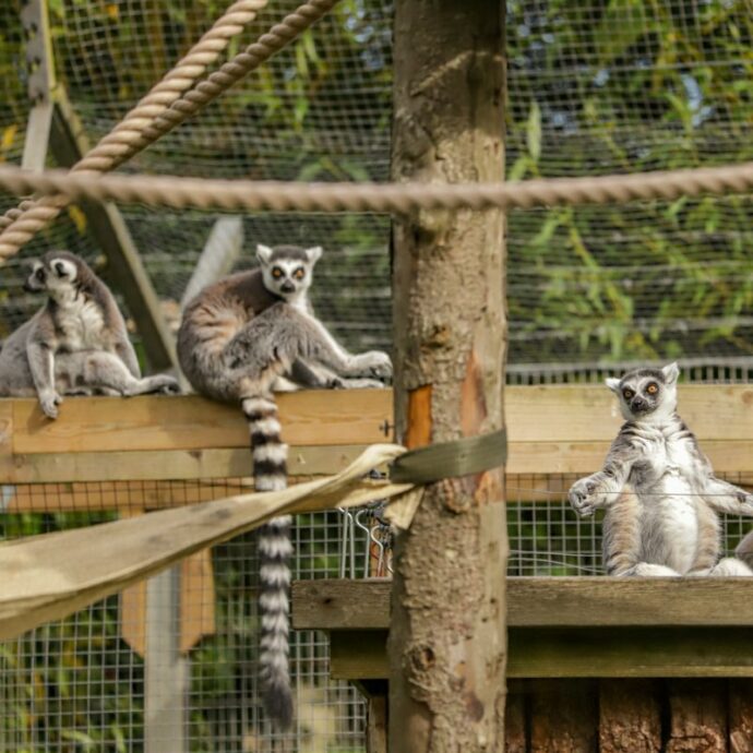 where to find the best zoo in the UK