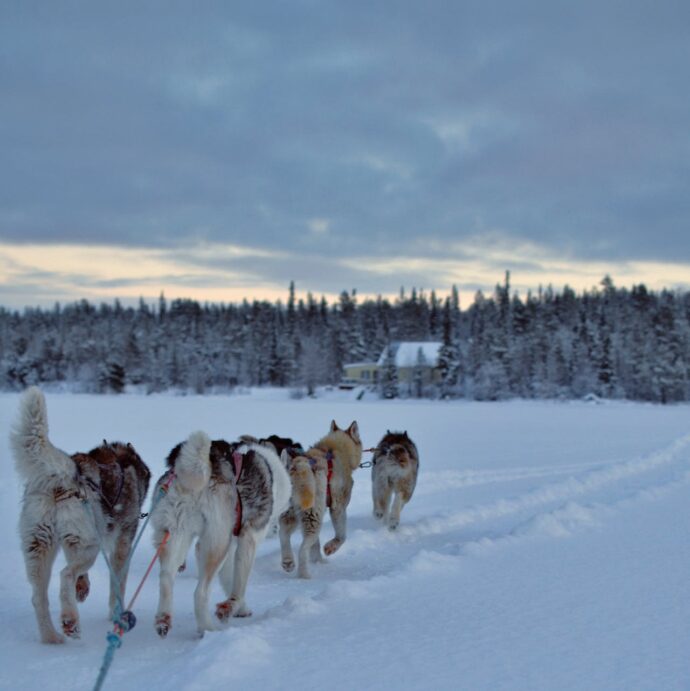 Husky sledding is among the things you can expect to do in Lapland