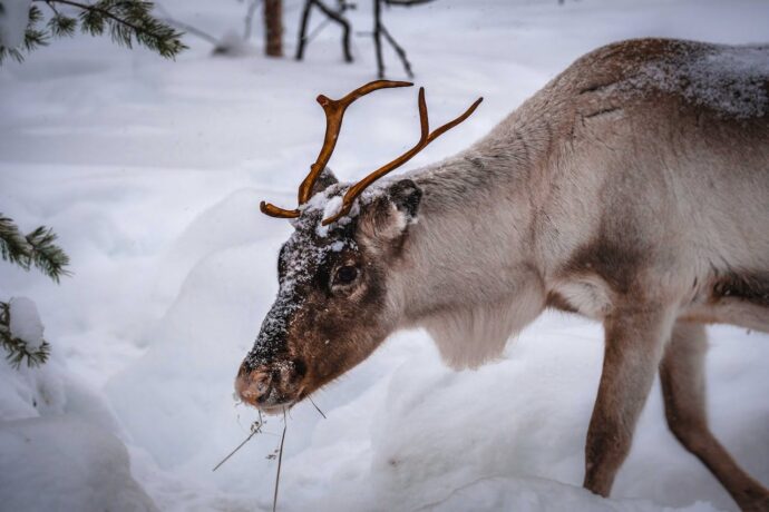 meet reindeers during a day out in Lapland